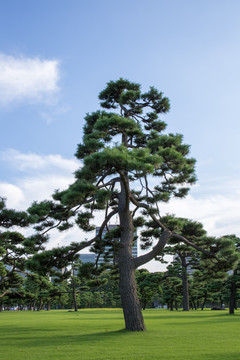 黑松树