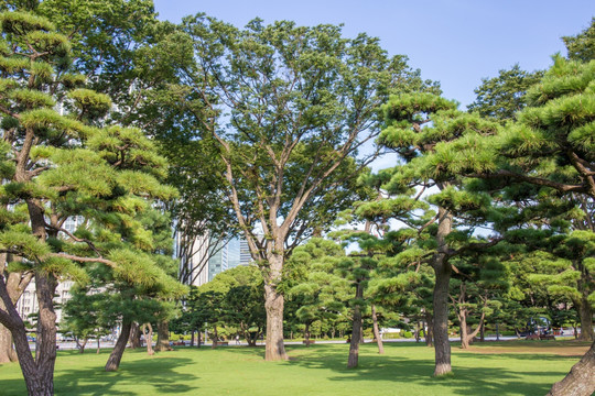 黑松树