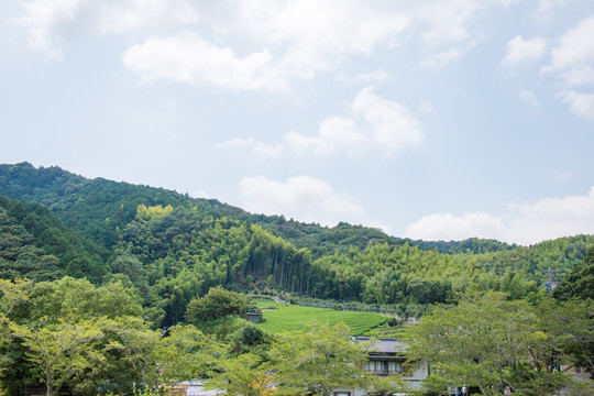 茶叶竹林