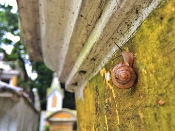 雨后的小蜗牛