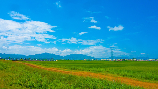 田间小路 稻田