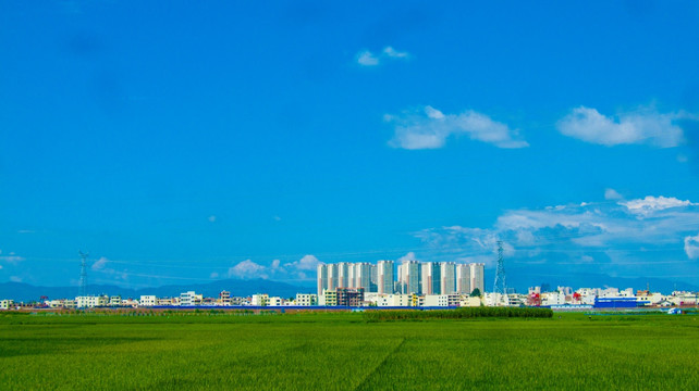 绿色稻田 城郊