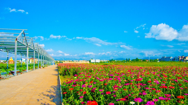 红花 花海