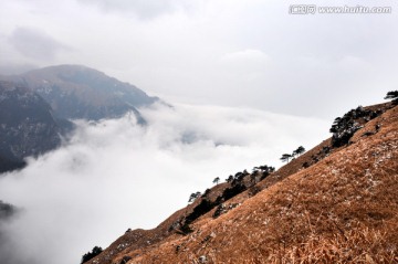 云海雾松