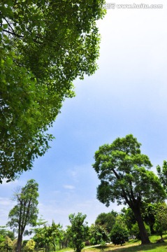 嫩绿树木