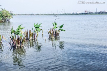 海珠湖景色