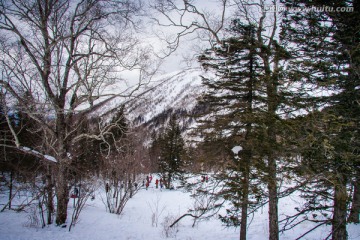 积雪的松树林