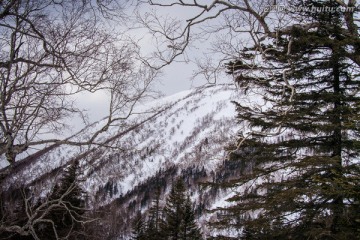 积雪的松树林