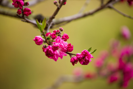 桃花摄影图片