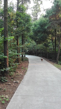 林荫小道 小路