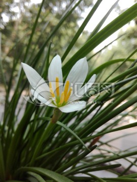 葱兰 风雨兰