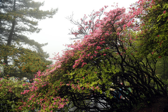 杜鹃花  杜鹃树