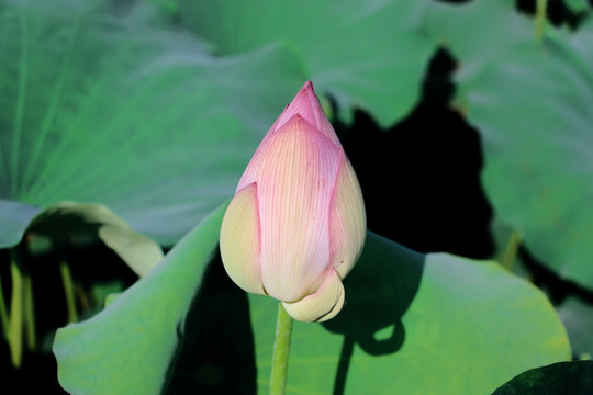 蓮花苞