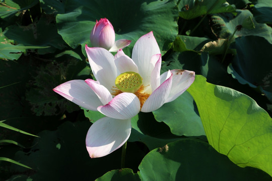 白蓮花
