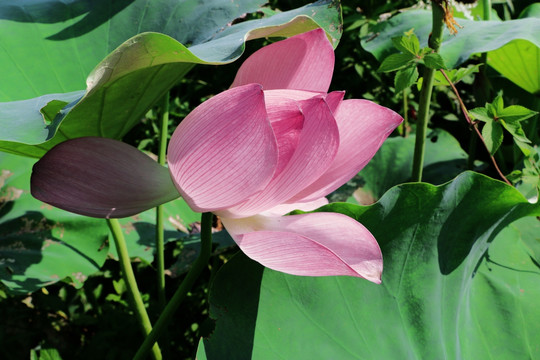 蓮花