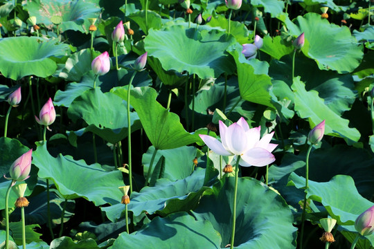 莲花 荷花池