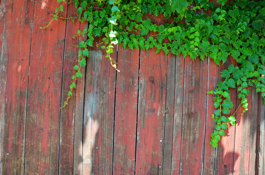 垂藤 爬山虎 木板墙 植物墙