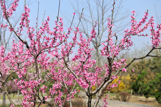 桃花 桃树 桃园