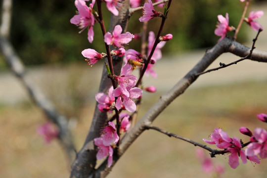 红桃花