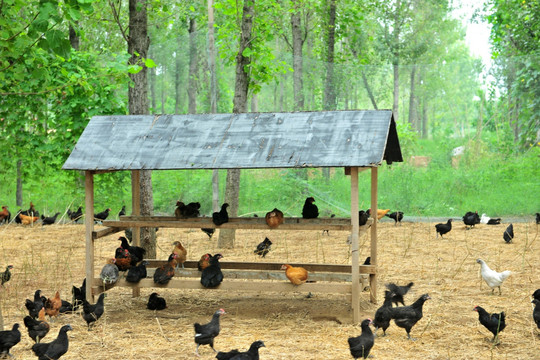 生态养鸡场 放养鸡