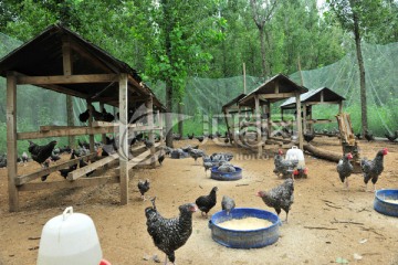 鸡舍 养鸡场 养殖场