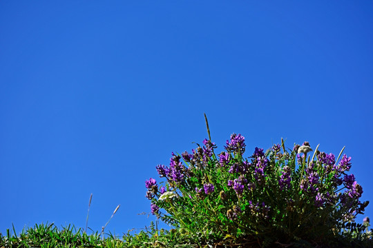 高原花草