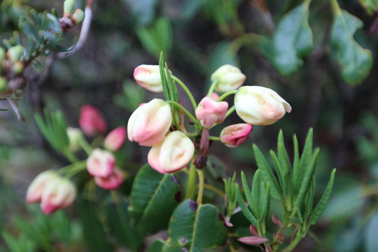 碧沽天池