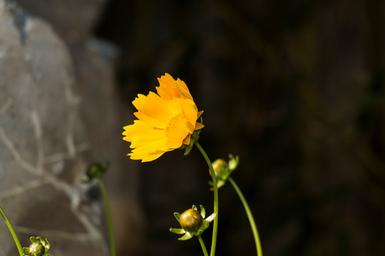 黄色菊花