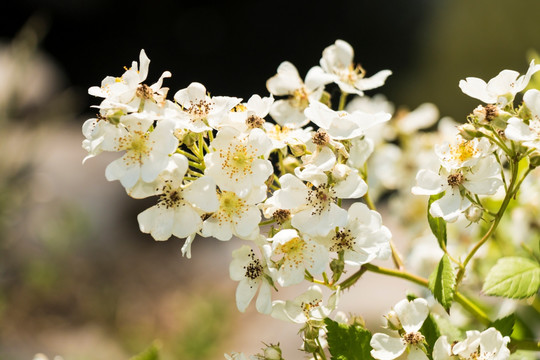 金樱子花