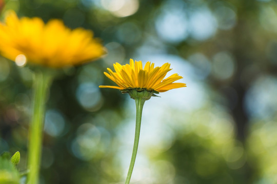 梦幻黄菊花