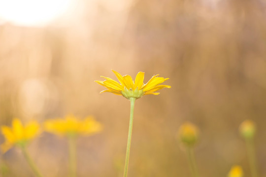 菊花丛