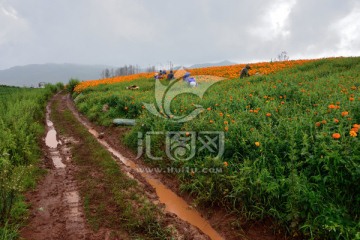 万寿菊种植