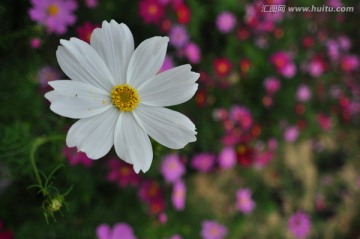 格桑花