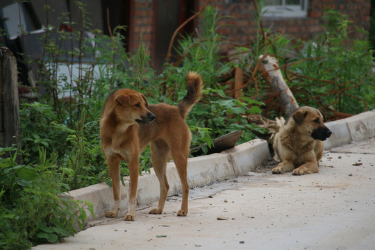 田园犬