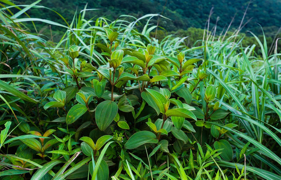 龙高山 山杜鹃