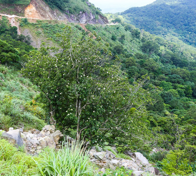 山茶花