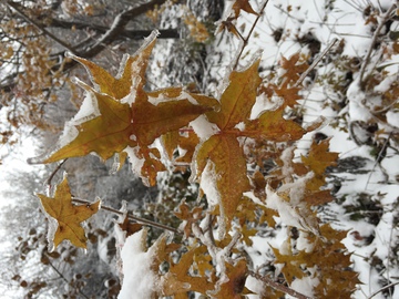 枫叶上的雪