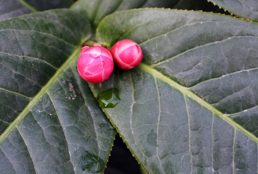 山茶花