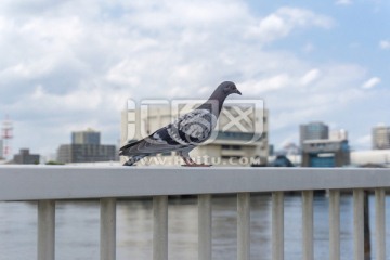 鸽子 港口