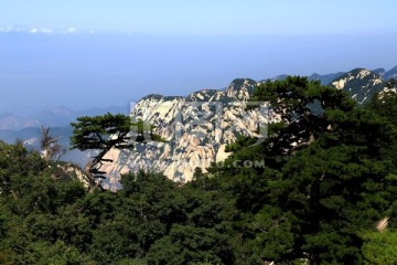 华山绝壁 华山松