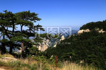 华山松 松树 松林 山峰