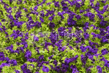 花卉素材 桔梗花 紫色花朵
