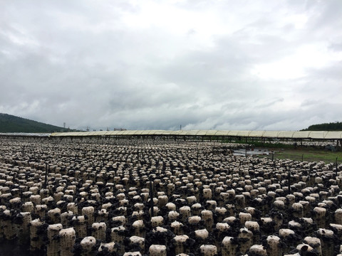 木耳种植 木耳培育基地 食用菌