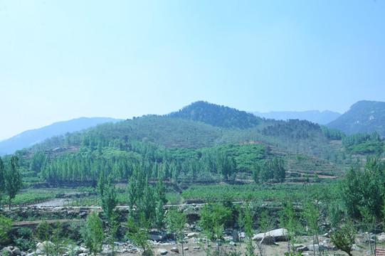 大山风景  森林植被