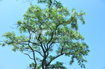 槐树开花 槐花 白色花