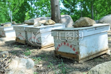 养蜂 蜂箱 蜂蜜养殖