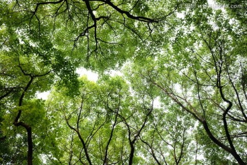 树林 森林