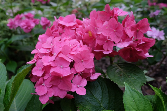 花朵 鲜花