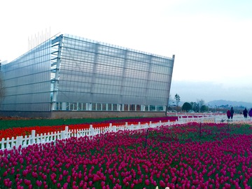 郁金香花园