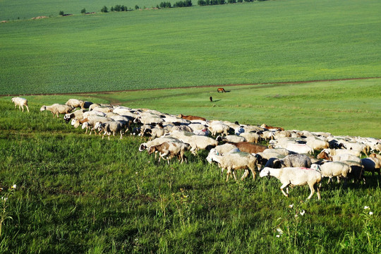 牧场羊群